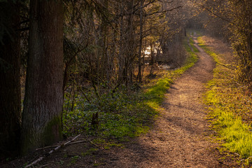 mystic trail in the woods  with trees iluminated during sunset with warm yellow light