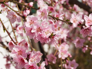 Fototapeta na wymiar Gros plan sur fleurs roses de pêcher (Prunus persica)