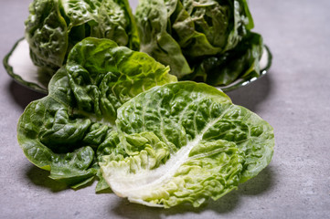 Fresh green raw Romaine or cos lettuce