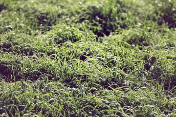 Gras Wiese mit Tau überzogen