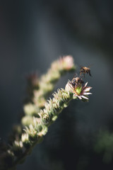 Honey Bee on Sempervivum Arachnoideum flower