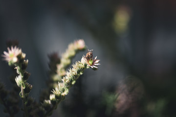 Honey Bee on Sempervivum Arachnoideum flower