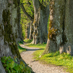 Ein Weg schlängelt sich zwischen Linden hindurch