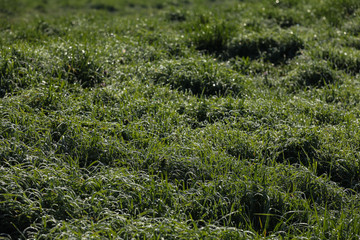 Gras Wiese mit Tau überzogen