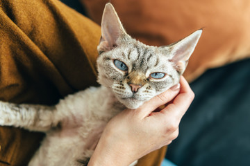 a woman holding a funny beautiful devon rex cat. Close up of a cat feeling happy purring in a owners arms. selective focus. Brown blurry background.