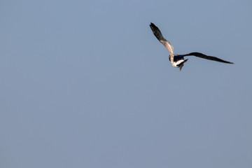 dynamic flying seagull on the sky