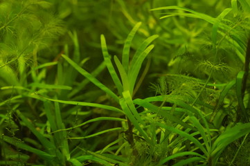 Fototapeta na wymiar tropical aquatic plants in the aquarium