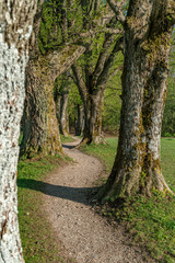 Spazierweg unter Linden