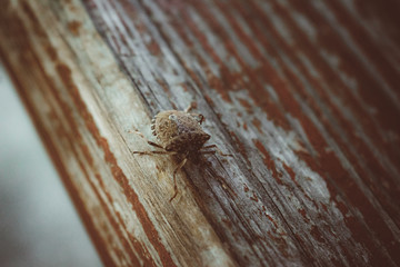 stink bug on wood