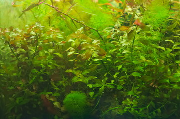 tropical aquatic plants in the aquarium