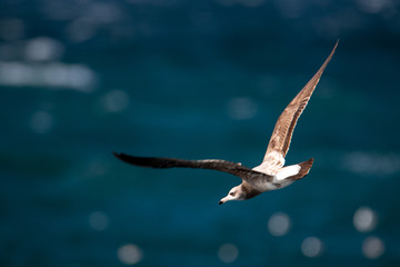 dynamic flying seagull on the sky