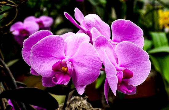 A Purple Phalaenopsis Orchid