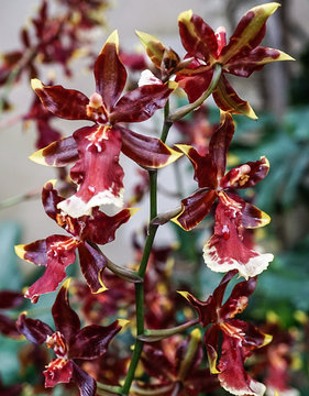 A Red Orchid