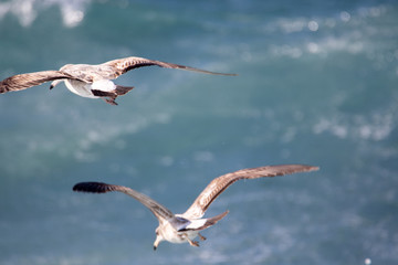 dynamic flying seagull on the sky