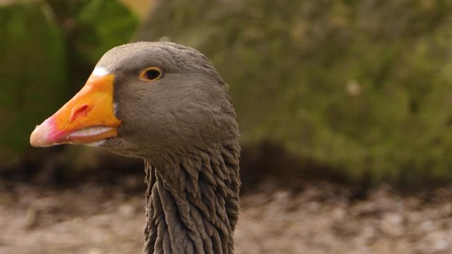 Close up of goose head turning around.