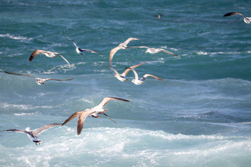 dynamic flying seagull on the sky