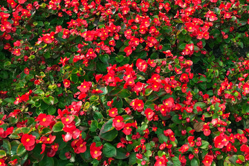 Colorful background of red begonia in the garden. A lot of flowers.