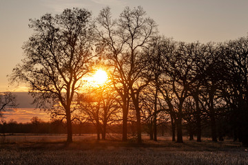 Fototapeta na wymiar Sunset behind oak and hickory trees.