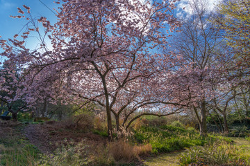 Obraz premium Gennevilliers, France - 03 15 2020: Paved path with a white cherry in bloom