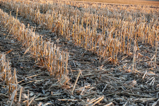 Diagnol rows of cornstalks.