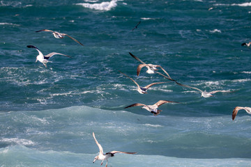 dynamic flying seagull on the sky