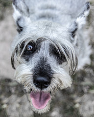 Portrait of a Beloved Schnauzer Dog