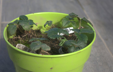 plants de fraisier en pot sur terrasse