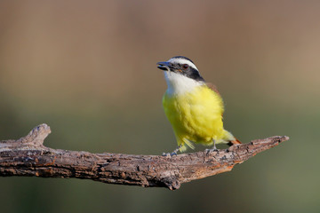 Fototapeta premium Great kiskadee (Pitangus sulphuratus) with small fish, South Texas, USA