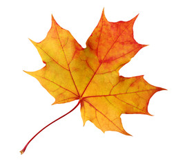 Naklejka na ściany i meble autumn maple leaf isolated on white background with clipping path.