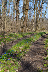 Fototapeta premium Winding dirty road in the nude spring forest
