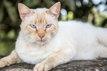 beautiful cat with imposing blue-eyed gaze