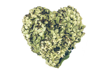 green light olive hydrangea in the shape of a heart isolated on white. copyspace