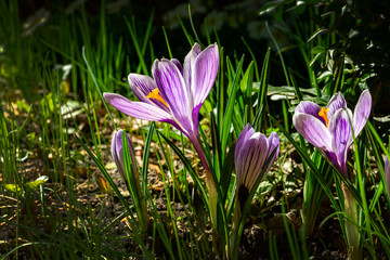 Striped purple crocuses King of Stripes in early spring garden. Blurred background with green garden. Selective focus. There is place for text.