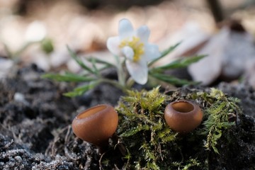 Amazing little mushroom - Dumontinia tuberosa. Parasites on the anemone rhizomes.