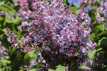 Fototapeta na wymiar The lilac Bush bloomed in the spring