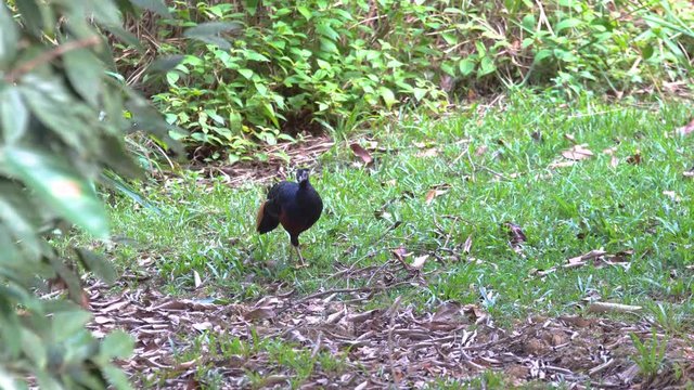 Borneo Crested fireback is the rare bird that lives in Borneo jungle.
