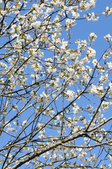 fleurs de cerisier 