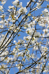 cerisier fleuri