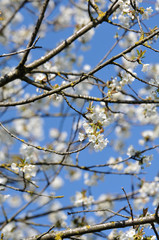fleurs de cerisiers en avril 