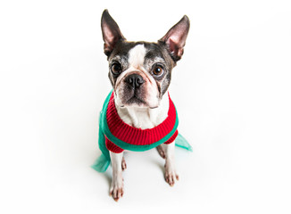 Beautiful boston terrier dog on white background with christmas clothes