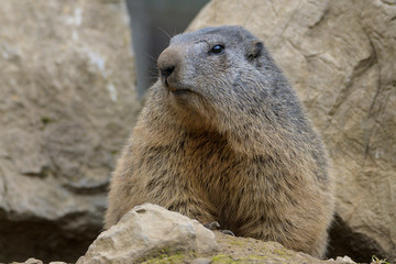 Portrait de marmotte des Alpes