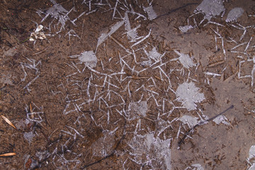 Hello autumn. Nature is decorated with frosty pattern, ice pattern. Cold, frosts in winter.