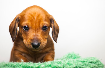 image of dog white background 