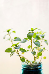 Fototapeta na wymiar Peppermint herb plant in a mason jar