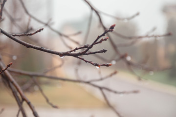 Fototapeta na wymiar Rain drops on the branches of a tree, swollen buds, the snow has melted. The end of winter, spring came. 