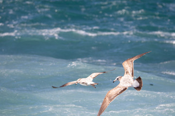 Seagull is hunting on the wave