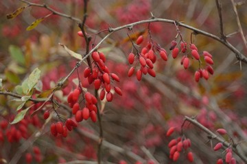 Ripe berries of barberry.