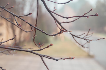 Rain drops on the branches of a tree, swollen buds, the snow has melted. The end of winter, spring came. Awakening of nature. Warming, leaves blooming on trees in the Park, the sun's rays.