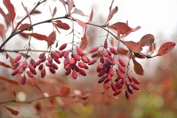 Ripe berries of barberry.