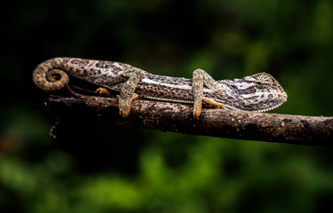 Fototapeta premium chameleon on a stick in kruger national park